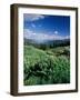 Grooved Milkvetch and Mt. Crested Butte, Gunnison National Forest, Colorado, USA-Adam Jones-Framed Photographic Print