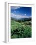 Grooved Milkvetch and Mt. Crested Butte, Gunnison National Forest, Colorado, USA-Adam Jones-Framed Photographic Print