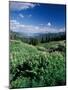 Grooved Milkvetch and Mt. Crested Butte, Gunnison National Forest, Colorado, USA-Adam Jones-Mounted Photographic Print