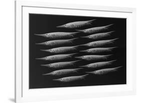 Grooved Razorfish-Sandra J. Raredon-Framed Premium Giclee Print