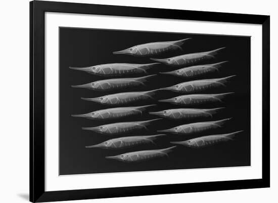 Grooved Razorfish-Sandra J. Raredon-Framed Premium Giclee Print