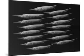 Grooved Razorfish-Sandra J. Raredon-Mounted Premium Giclee Print