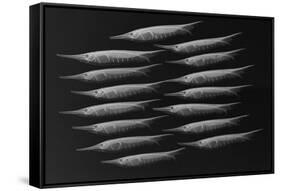 Grooved Razorfish-Sandra J. Raredon-Framed Stretched Canvas