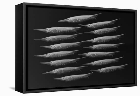 Grooved Razorfish-Sandra J. Raredon-Framed Stretched Canvas