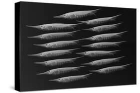 Grooved Razorfish-Sandra J. Raredon-Stretched Canvas