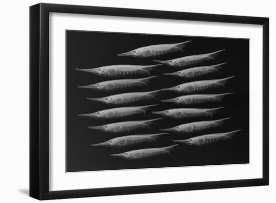 Grooved Razorfish-Sandra J. Raredon-Framed Art Print