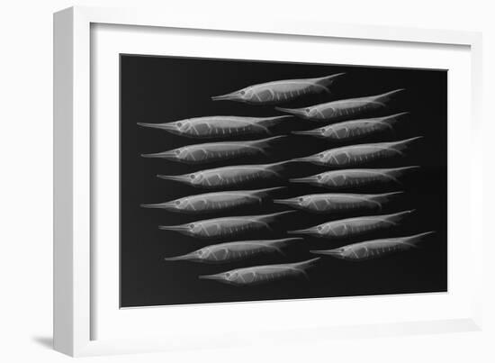 Grooved Razorfish-Sandra J. Raredon-Framed Art Print