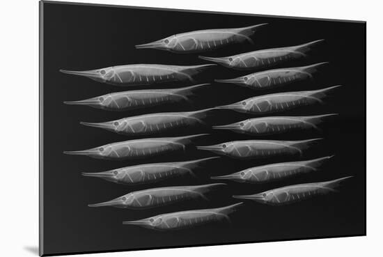 Grooved Razorfish-Sandra J. Raredon-Mounted Art Print