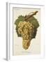 Gros Bourgogne Grape-J. Troncy-Framed Giclee Print