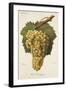 Gros Bourgogne Grape-J. Troncy-Framed Giclee Print