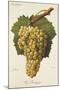 Gros Bourgogne Grape-J. Troncy-Mounted Giclee Print