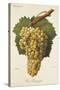 Gros Bourgogne Grape-J. Troncy-Stretched Canvas