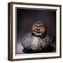 Gros, Gras, et Satisfait-Honore Daumier-Framed Giclee Print