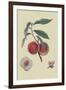 Gros Mignonne Peach-William Hooker-Framed Art Print