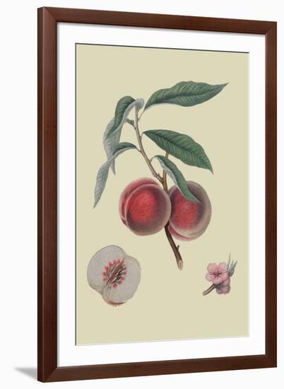 Gros Mignonne Peach-William Hooker-Framed Art Print