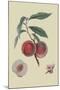 Gros Mignonne Peach-William Hooker-Mounted Art Print