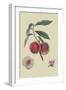 Gros Mignonne Peach-William Hooker-Framed Art Print