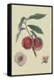 Gros Mignonne Peach-William Hooker-Framed Stretched Canvas