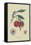 Gros Mignonne Peach-William Hooker-Framed Stretched Canvas