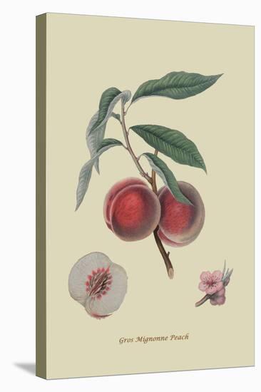 Gros Mignonne Peach-William Hooker-Stretched Canvas