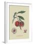 Gros Mignonne Peach-William Hooker-Framed Art Print