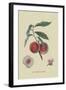 Gros Mignonne Peach-William Hooker-Framed Art Print