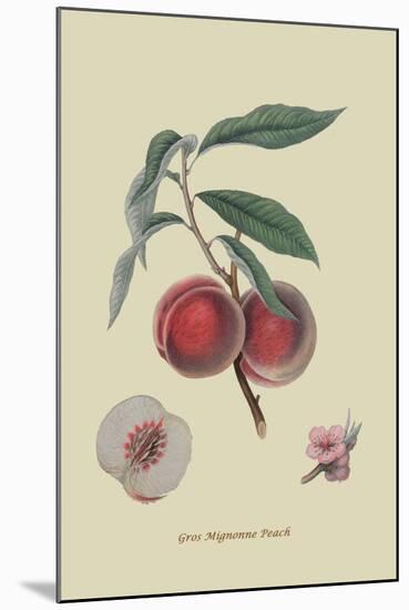 Gros Mignonne Peach-William Hooker-Mounted Art Print