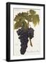 Gros Oriou De Mus Grape-A. Kreyder-Framed Giclee Print