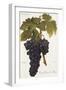 Gros Oriou De Mus Grape-A. Kreyder-Framed Giclee Print