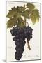 Gros Oriou De Mus Grape-A. Kreyder-Mounted Giclee Print