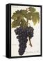 Gros Oriou De Mus Grape-A. Kreyder-Framed Stretched Canvas