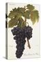 Gros Oriou De Mus Grape-A. Kreyder-Stretched Canvas