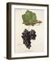 Gros Paugayen Grape-J. Troncy-Framed Giclee Print