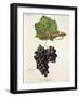 Gros Paugayen Grape-J. Troncy-Framed Giclee Print