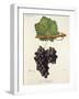 Gros Paugayen Grape-J. Troncy-Framed Giclee Print