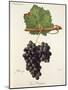 Gros Paugayen Grape-J. Troncy-Mounted Giclee Print