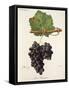 Gros Paugayen Grape-J. Troncy-Framed Stretched Canvas