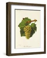 Gros Sauvignon Grape-J. Troncy-Framed Giclee Print