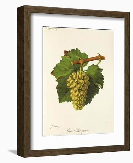 Gros Sauvignon Grape-J. Troncy-Framed Giclee Print