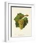 Gros Sauvignon Grape-J. Troncy-Framed Giclee Print