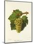 Gros Sauvignon Grape-J. Troncy-Mounted Giclee Print