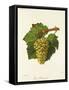 Gros Sauvignon Grape-J. Troncy-Framed Stretched Canvas