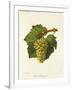 Gros Sauvignon Grape-J. Troncy-Framed Giclee Print