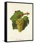 Gros Sauvignon Grape-J. Troncy-Framed Stretched Canvas