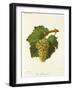 Gros Sauvignon Grape-J. Troncy-Framed Giclee Print