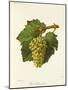 Gros Sauvignon Grape-J. Troncy-Mounted Giclee Print