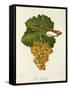 Gros Semillon Grape-J. Troncy-Framed Stretched Canvas