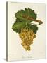 Gros Semillon Grape-J. Troncy-Stretched Canvas