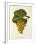 Gros Semillon Grape-J. Troncy-Framed Giclee Print
