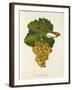 Gros Semillon Grape-J. Troncy-Framed Giclee Print